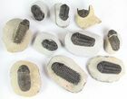 Lot: Assorted Devonian Trilobites - Pieces #76969-3